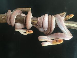 Foekline calico
