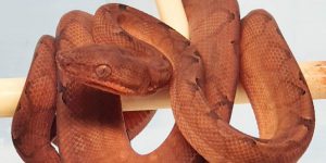 Corallus annulatus