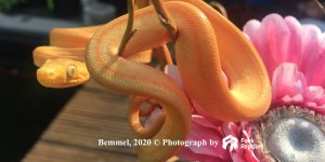 Corallus hortulanus