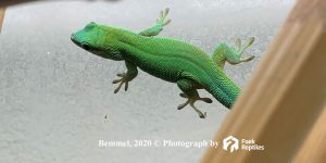 Phelsuma madagascariensis (St. Marie)