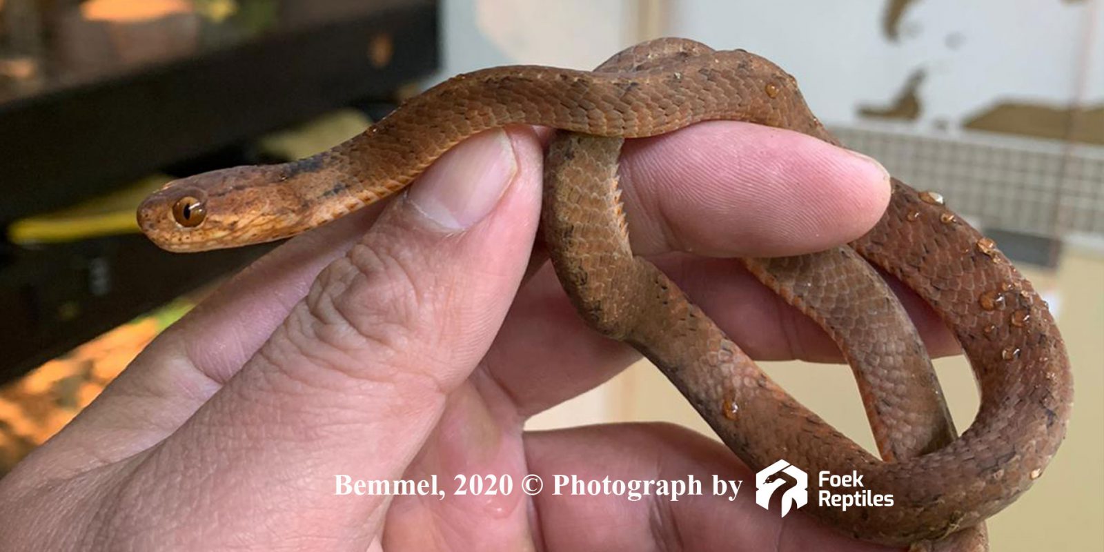 Pareas Carinatus 1