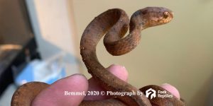Pareas Carinatus 2
