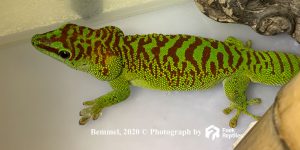 Phelsuma grandis