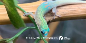 Phelsuma laticauda (Blue line)