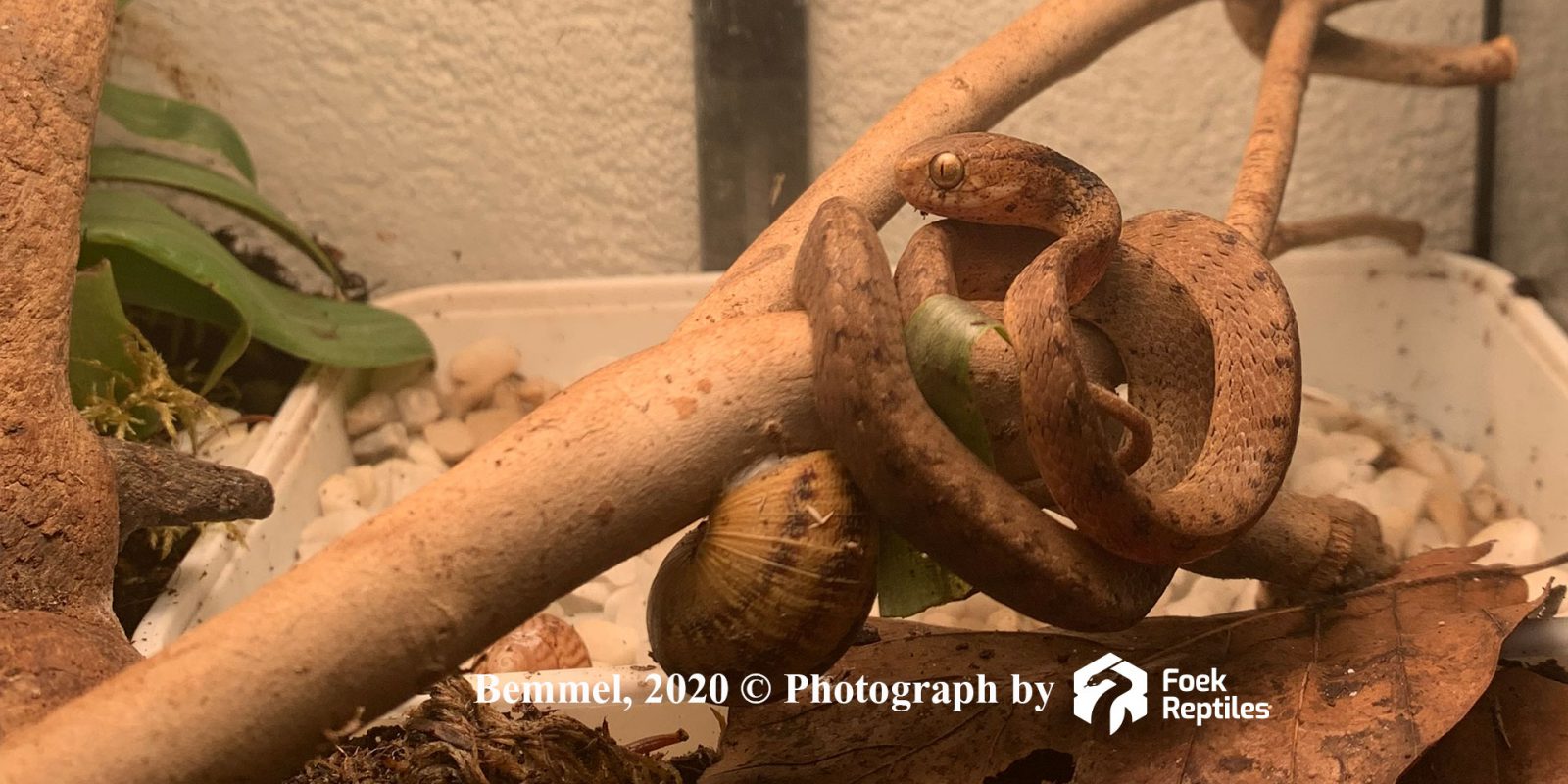 Pareas Carinatus 3