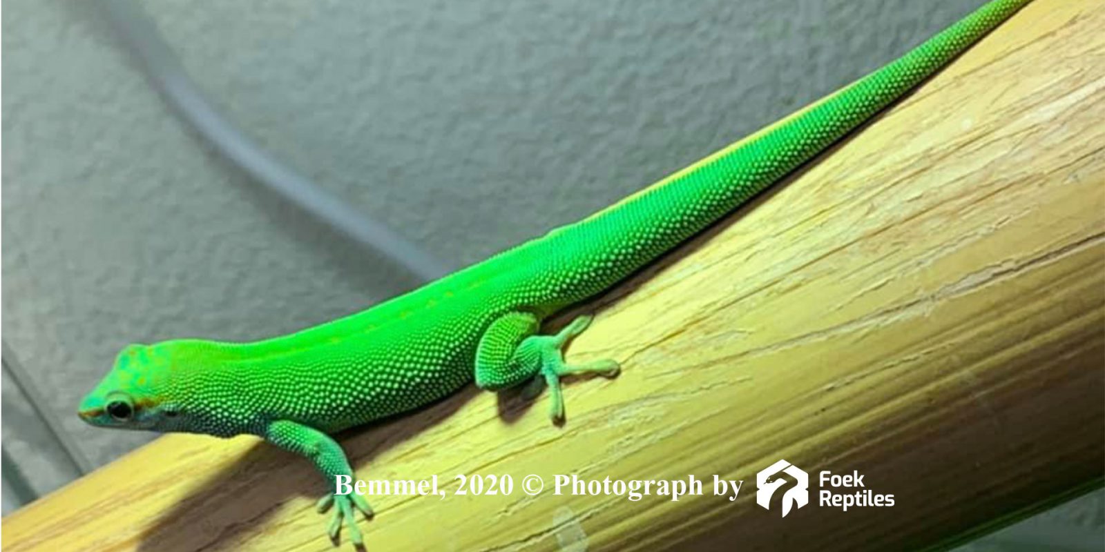 Phelsuma Madagascariensis (St. Marie) 1