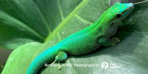 Phelsuma Madagascariensis (St. Marie) 2