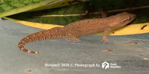 Lepidodactylus Lugubris 1