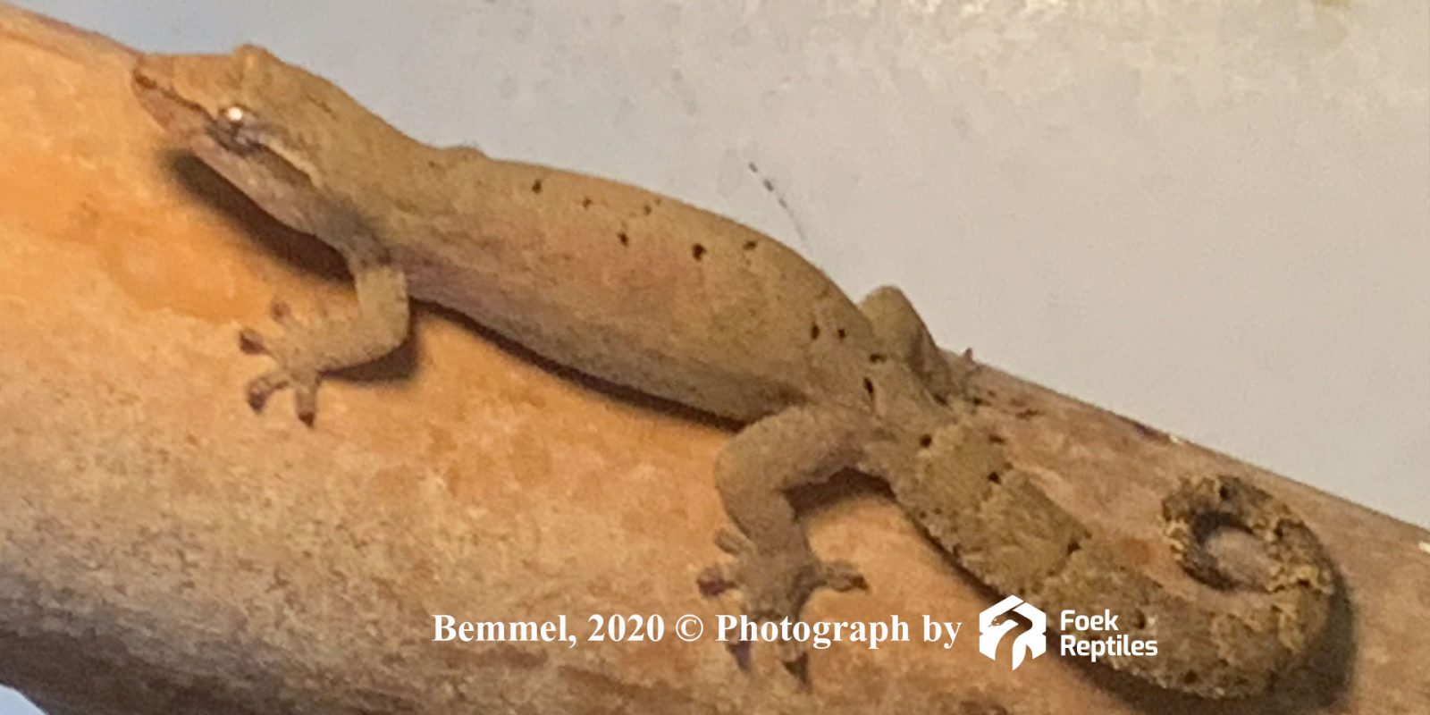 Lepidodactylus Lugubris 2