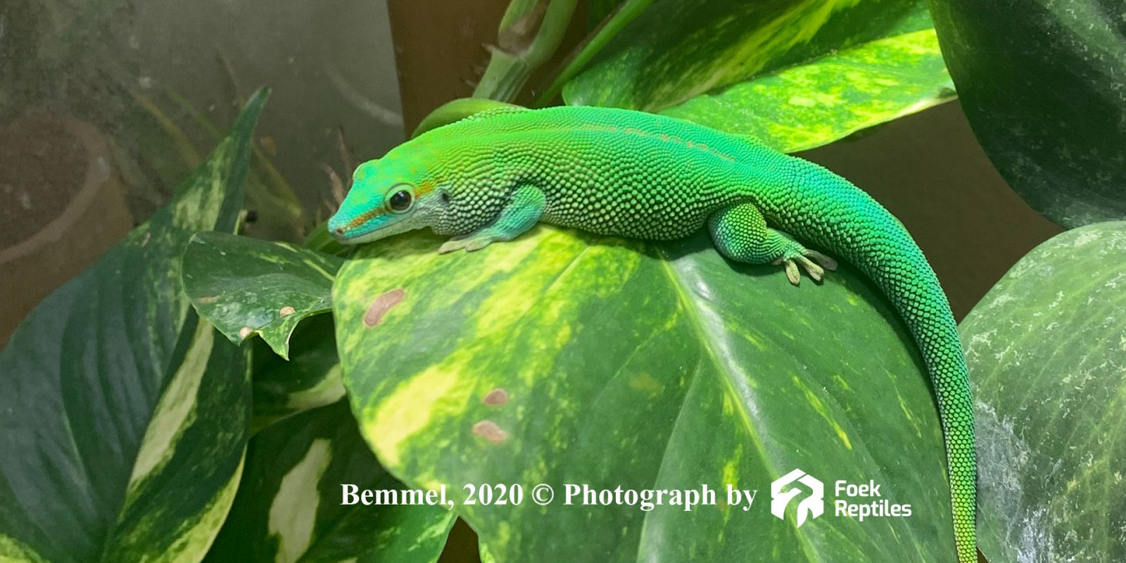 Phelsuma Madagascariensis (St. Marie) 3