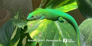 Phelsuma Madagascariensis (St. Marie) 3