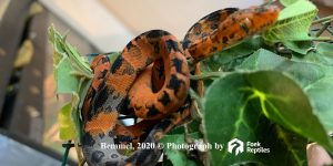Paradox Leopard