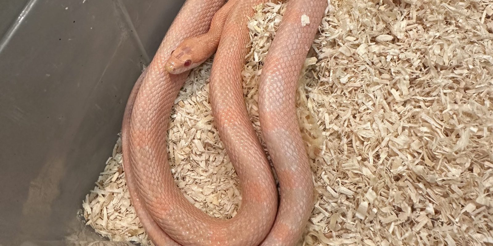 Pantherophis Guttatus Red factor/hypo/snow/motley/striped/25% possible lavender